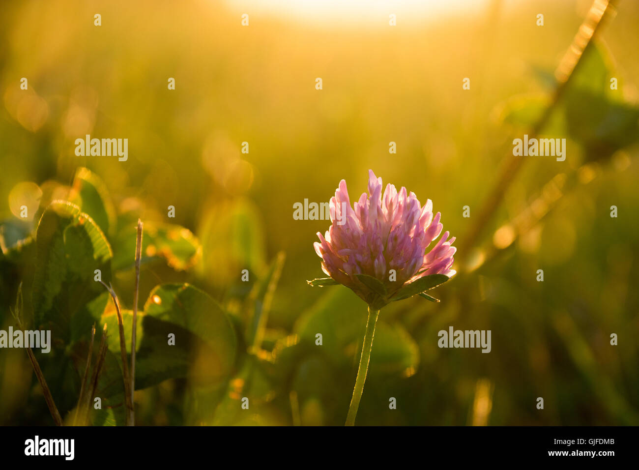 Gras- und Klee Blüte in stimmungsvollen Sonnenuntergang Streulicht Stockfoto