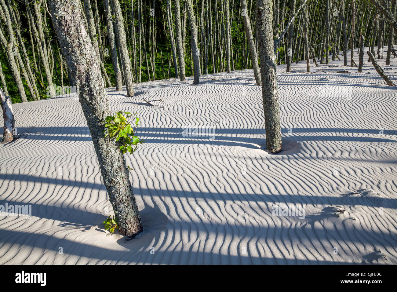 Allerdings Dünen im Slowinski Nationalpark, Lebsko See, Pommern, Polen