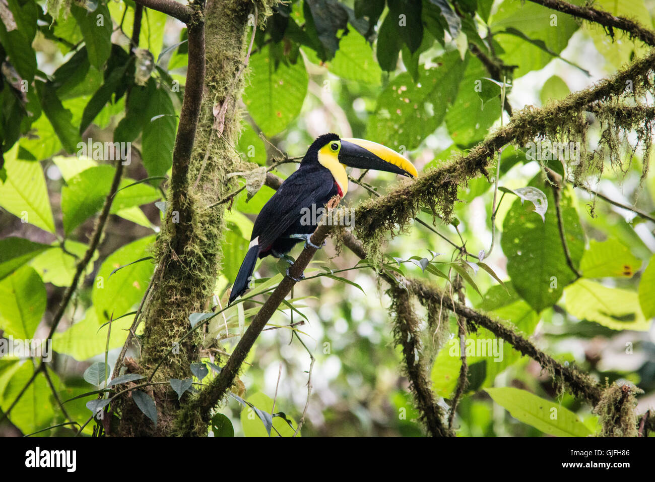 Ein Choco-Tukan in der Choco endemischen Region von Ecuador. Stockfoto