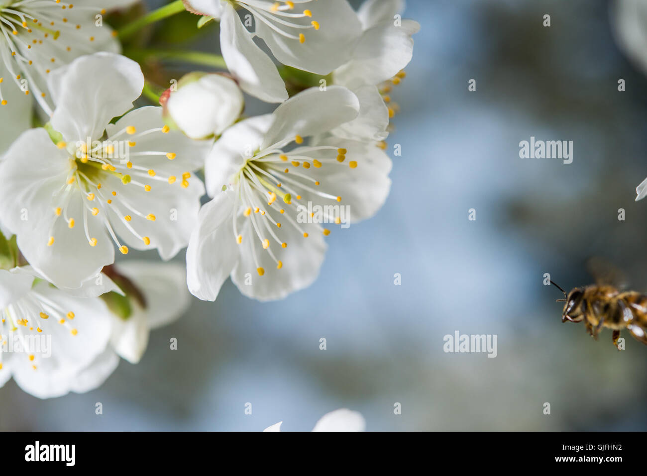 Honigbienen sammeln Pollen von Blumen. Stockfoto