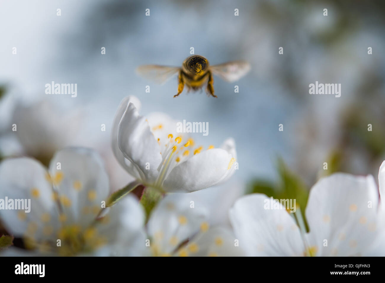 Honigbienen sammeln Pollen von Blumen. Stockfoto