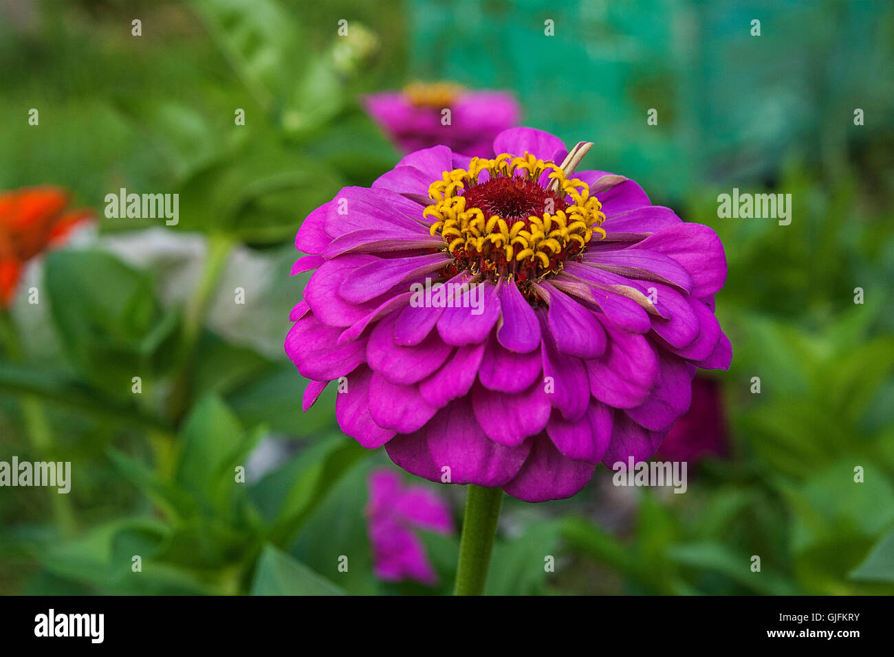 Schöne Zinnie Blumen auf grünem Blatt Hintergrund. Nahaufnahme der Zinnie Blumen im Sommergarten. Stockfoto