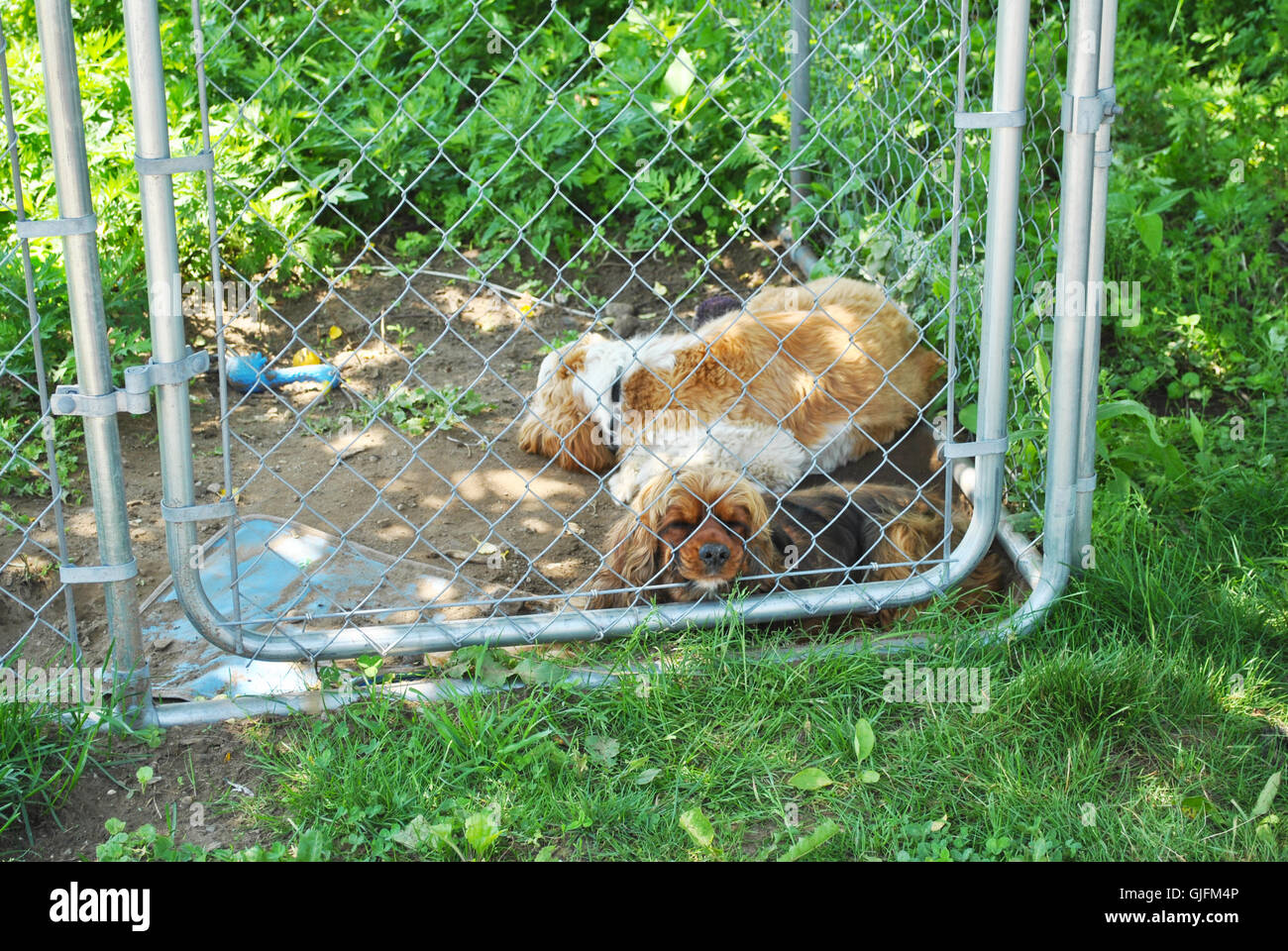 Zwei einsame Hunde in einem kleinen Zwinger Cage außerhalb Stockfoto