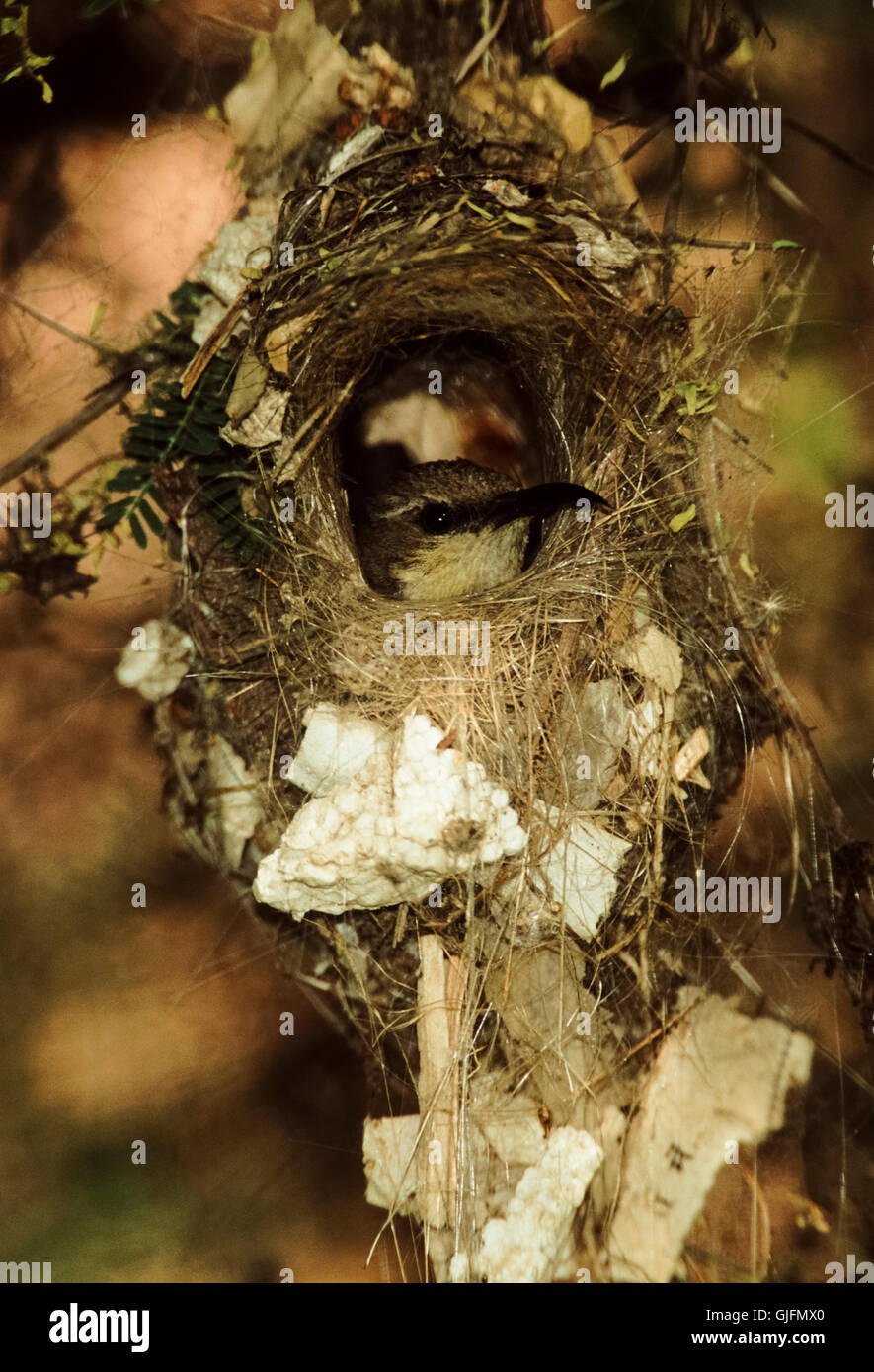 Lila Sunbird, Nectarina Asiatica oder Cinnyris Asiaticus, weibliche sitzen im Nest, Rajasthan, Indien Stockfoto