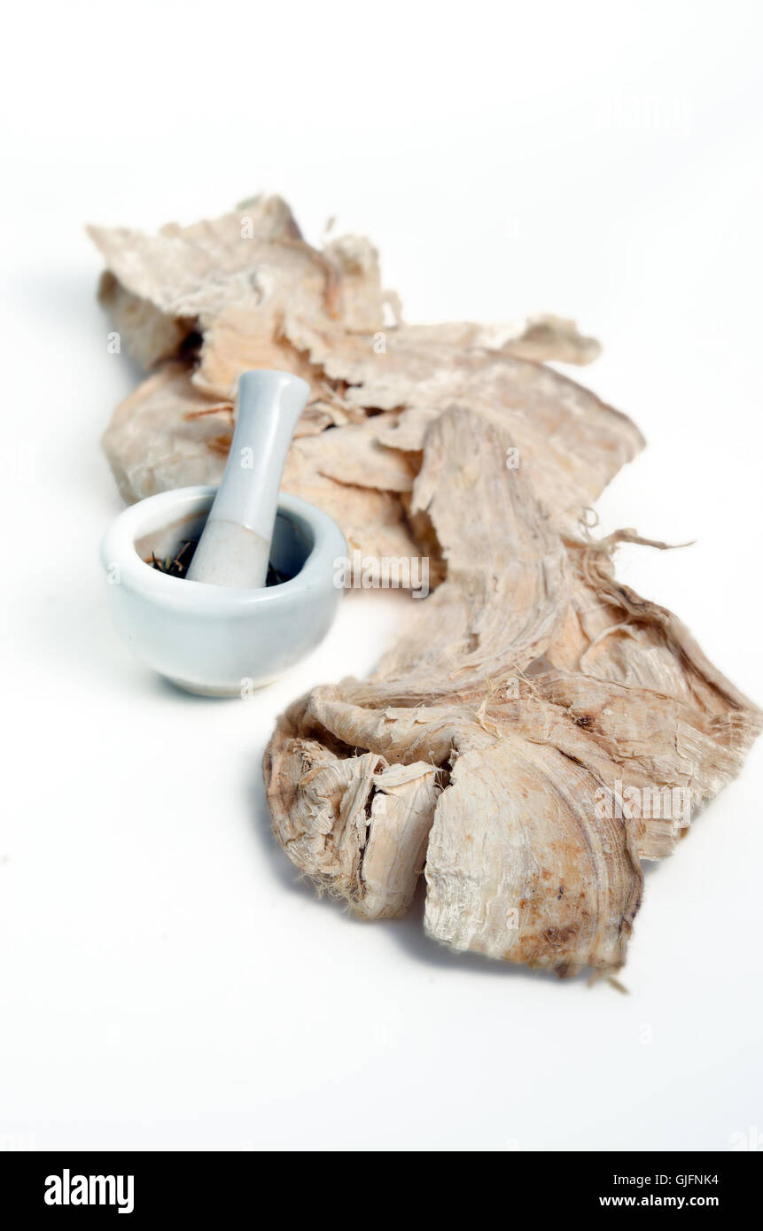 Pueraria Mirifica, weiße Kwao Krua, Pueraria Candollei Graham ex Benth. Var Mirifica mit Mörtel auf weißem Hintergrund Stockfoto