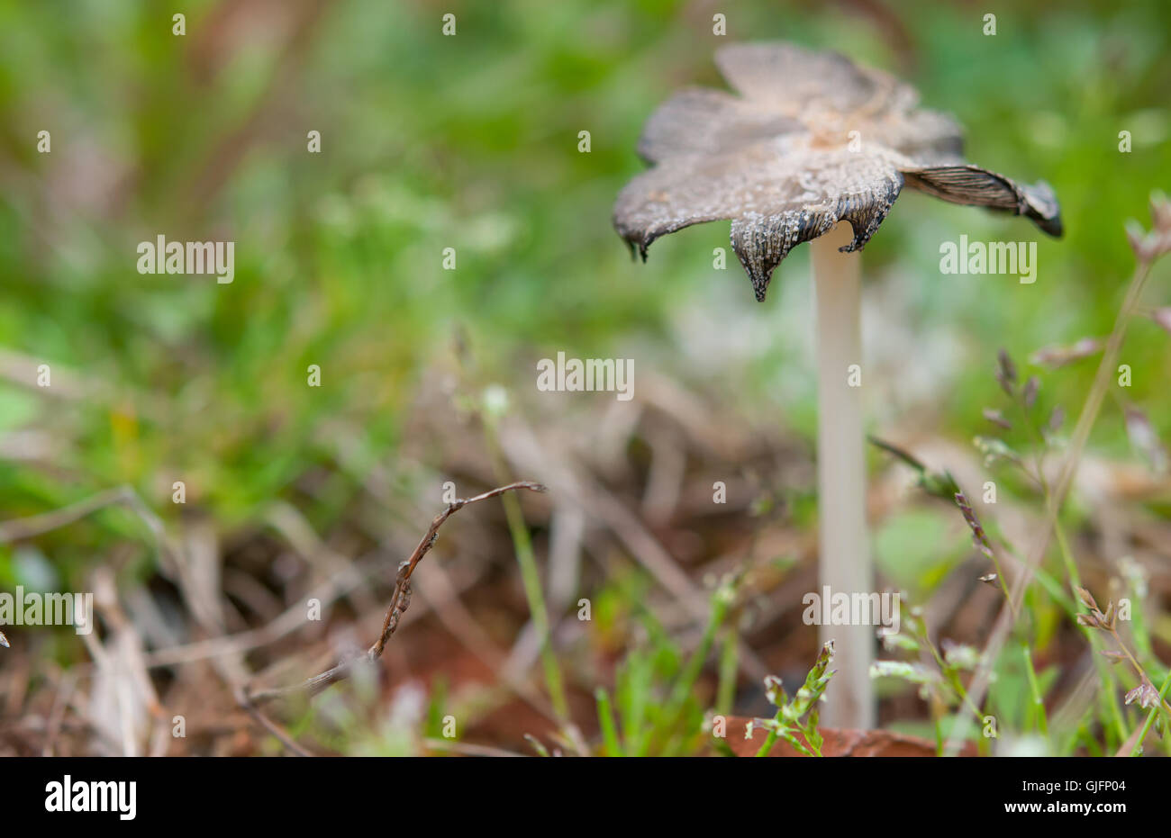 im Herbst Pilze im Wald hautnah Stockfoto