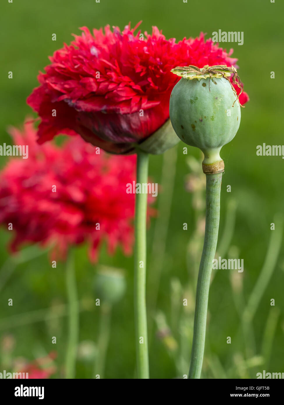 Rot Opium Mohn Blume in voller Blüte Stockfoto