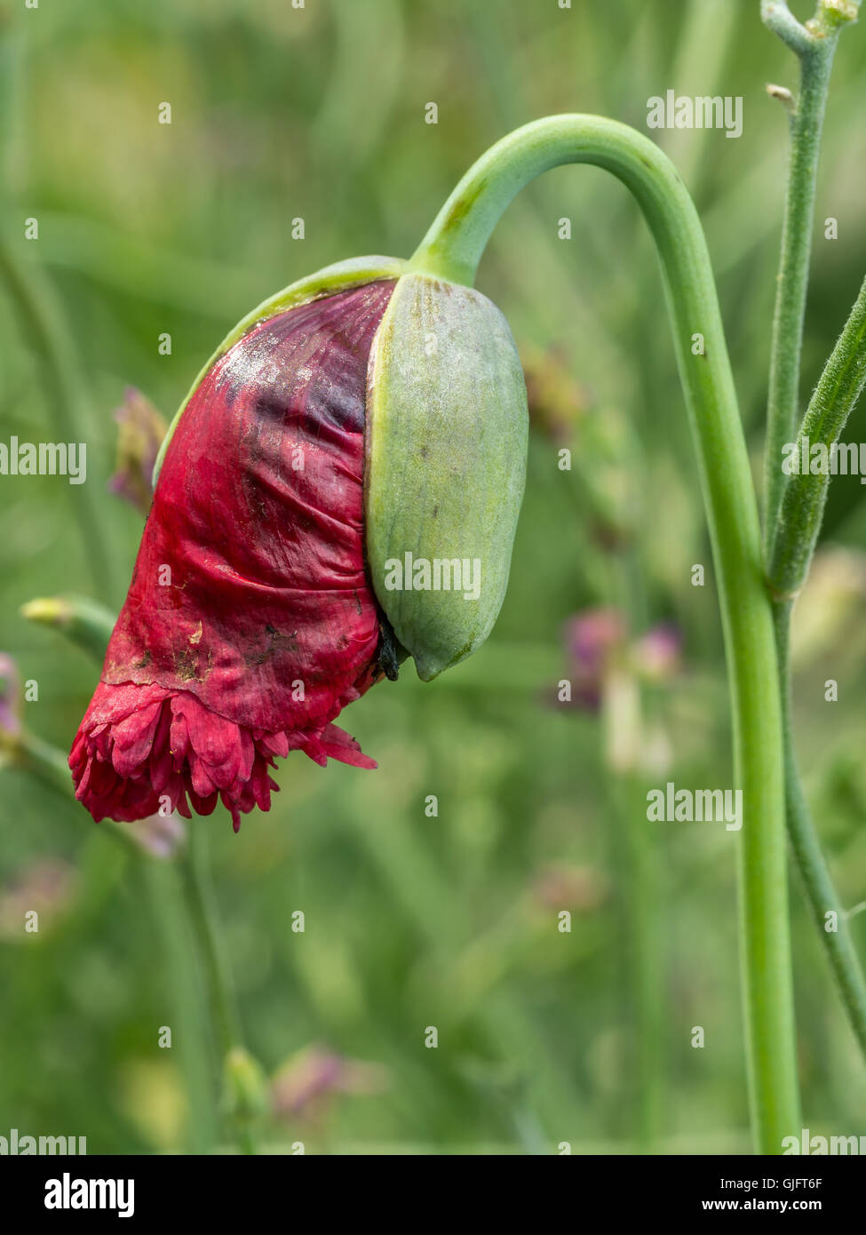 Rot Opium Mohn Blume in voller Blüte Stockfoto
