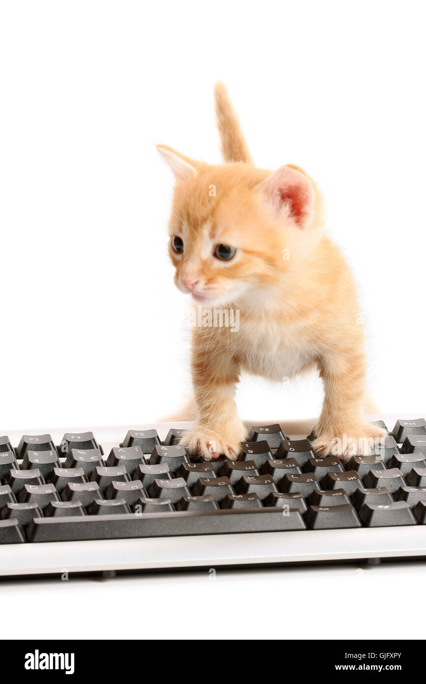 Geschäft Kätzchen arbeiten ∩┐╜n Tastatur Stockfoto