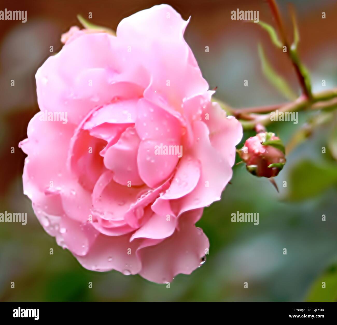 Blätter Blume rose Stockfoto