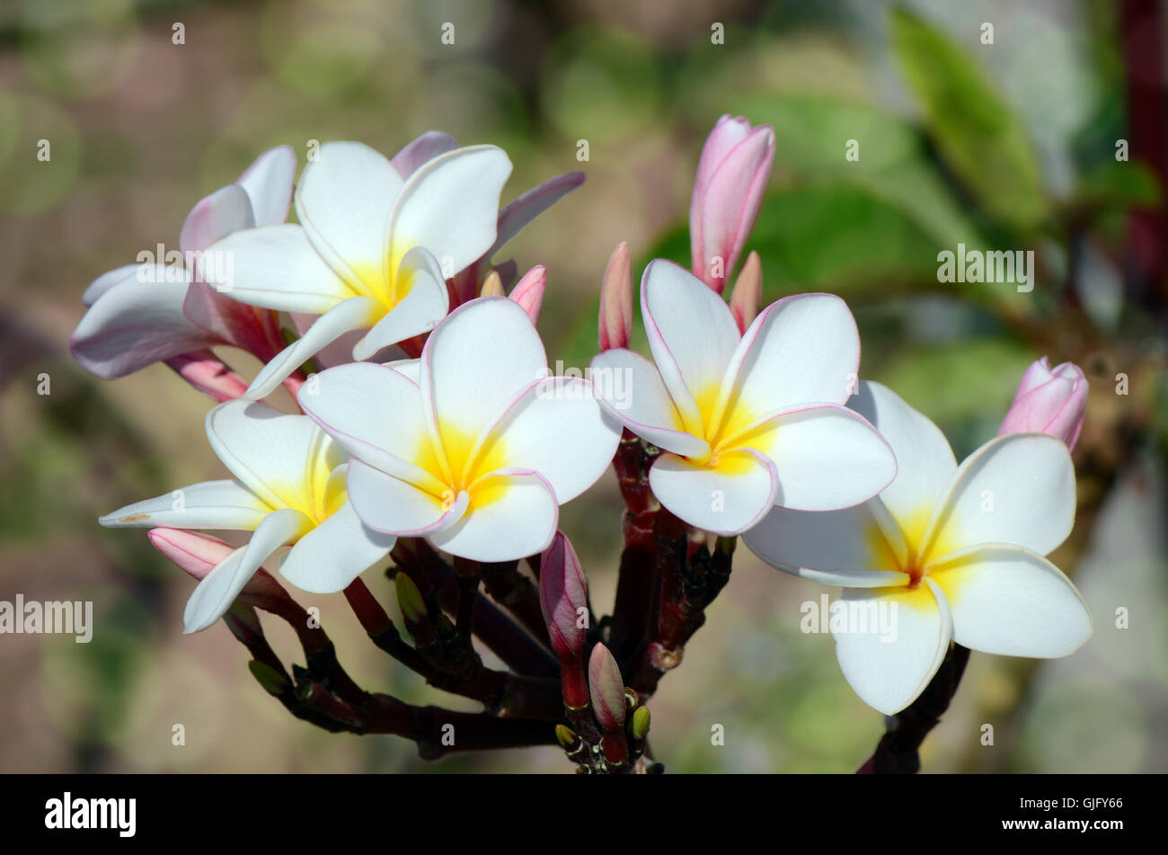 Weiße und gelbe Plumeria spp. (Frangipani Blumen, Frangipani, Pagode Baum oder das Temple Tree) mit Bokeh Hintergrund. Stockfoto