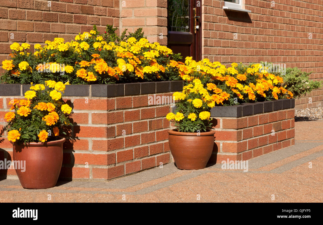 Angehoben Blumenbeet auf einer Terrasse mit Töpfen in Norfolk, England, UK Stockfoto