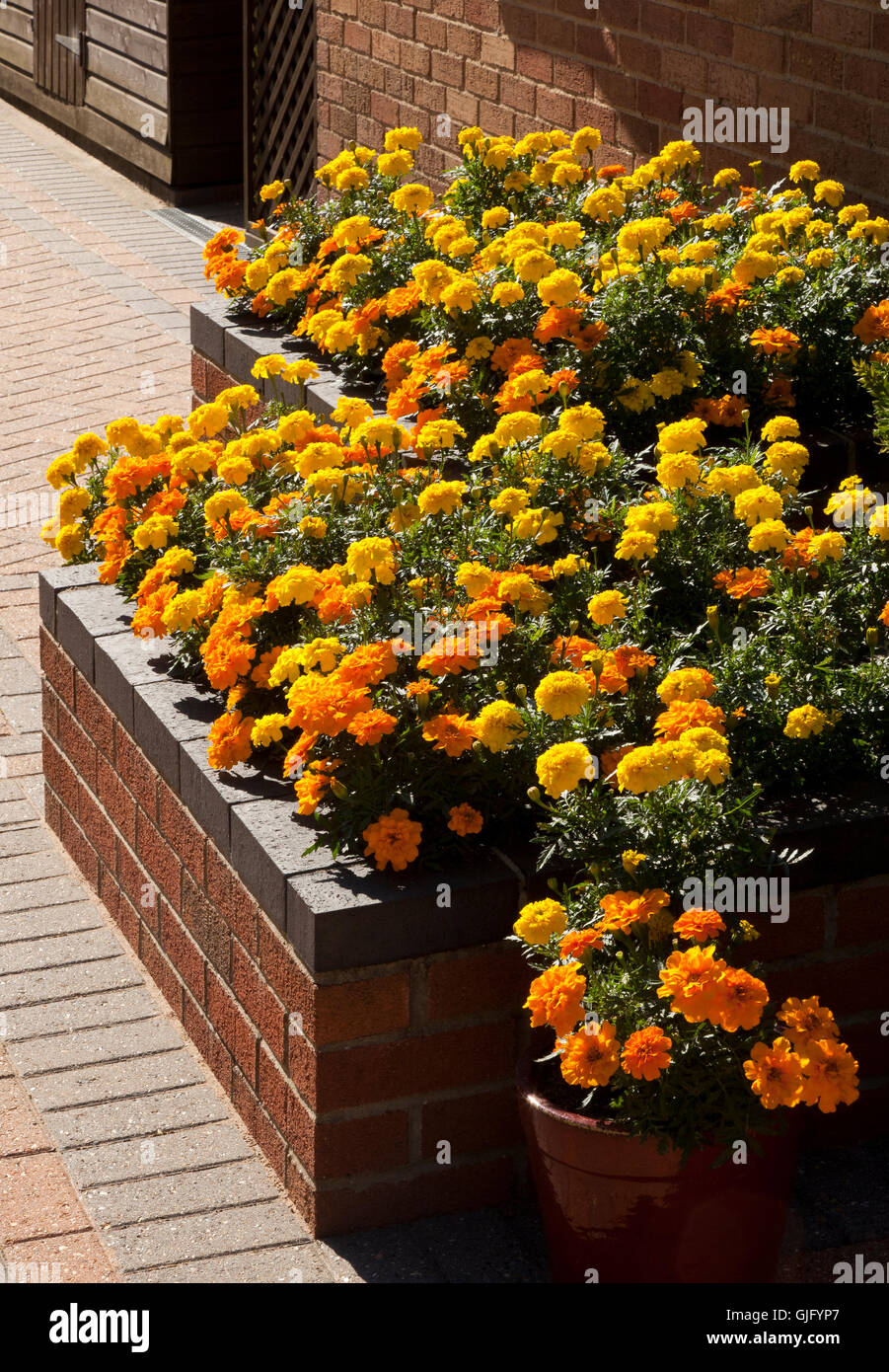 Angehoben Blumenbeet auf einer Terrasse mit Töpfen in Norfolk, England, UK Stockfoto