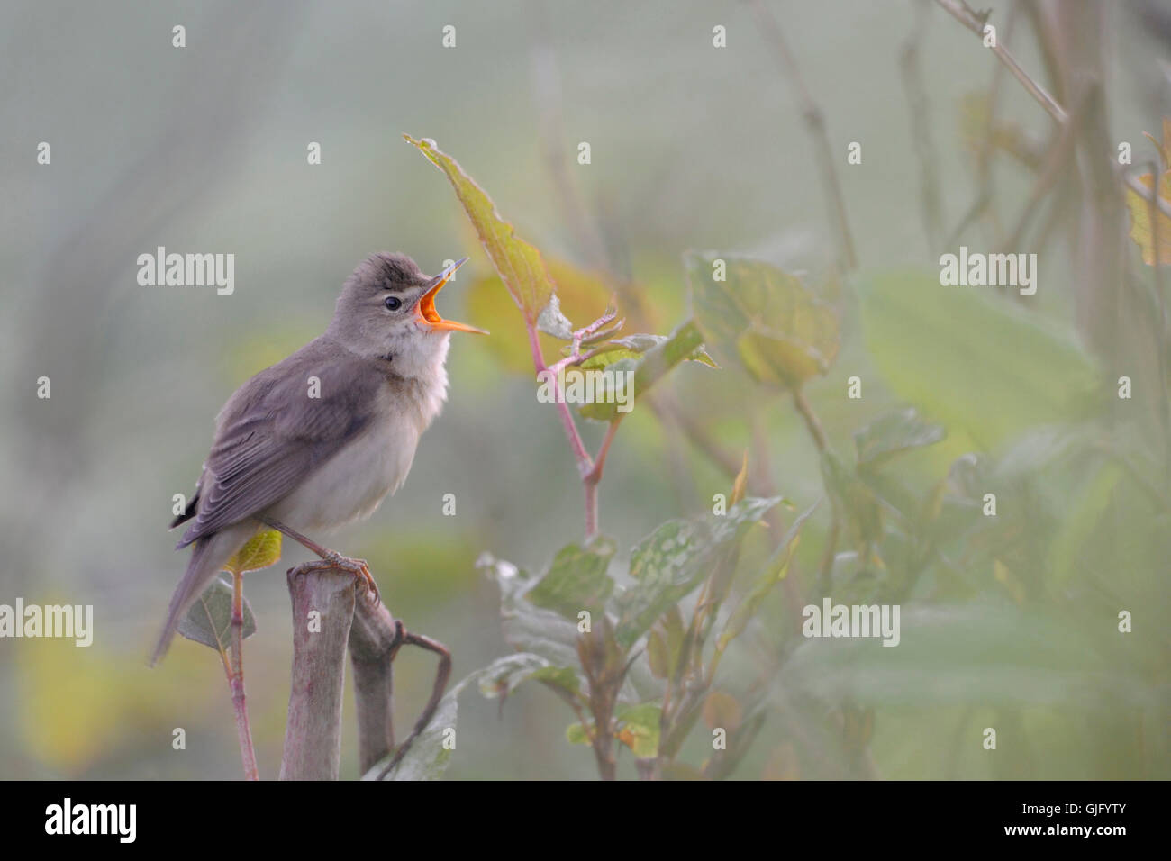 Marsh Warbler / Sumpfrohrsänger (Acrocephalus Palustris) singen sein Lied in wunderschöner Umgebung. Stockfoto