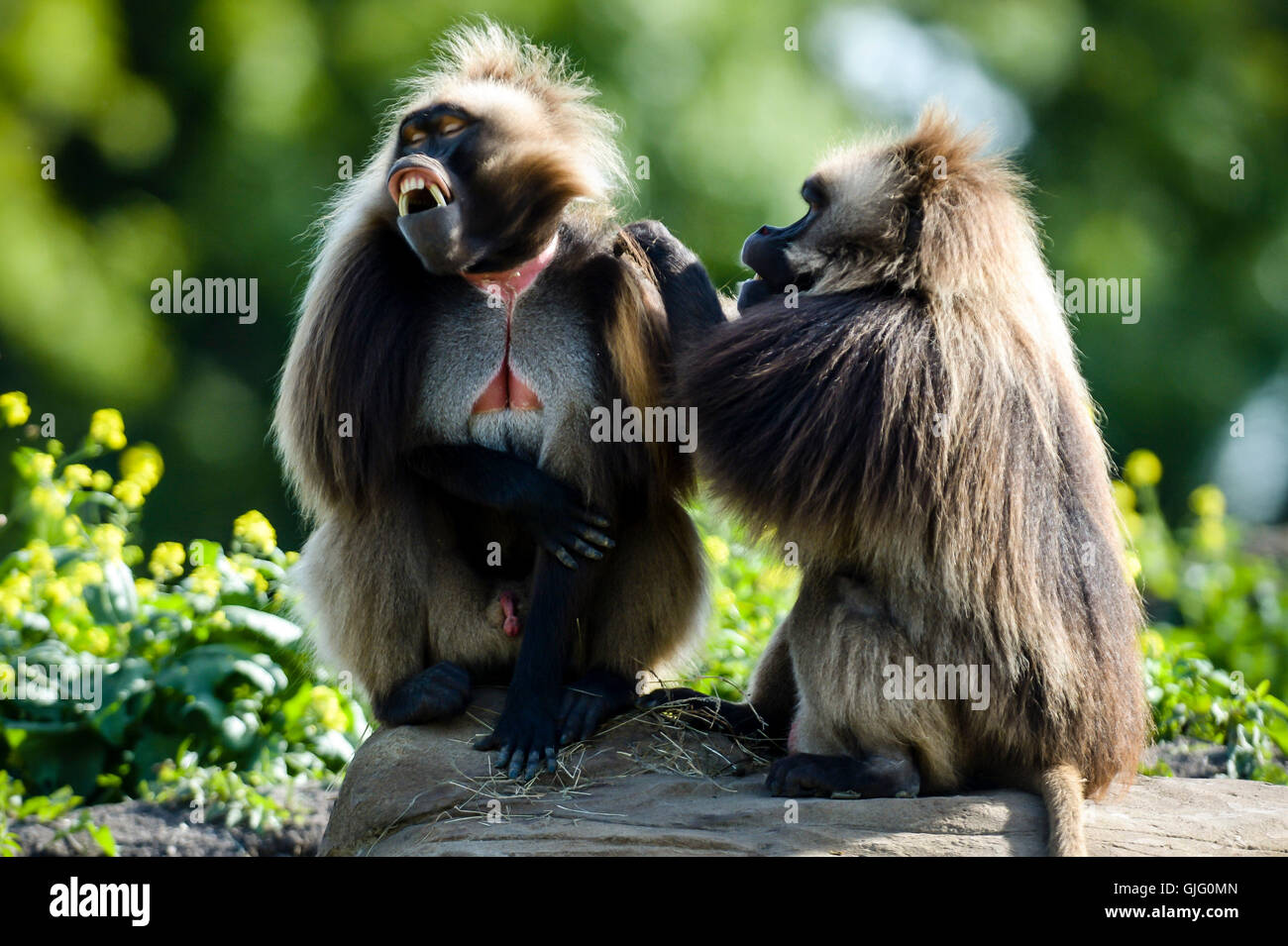 Ein paar von Gelada Paviane entspannen, wie sie einander bei heißem Wetter auf die neue Einheit von Gelada Felsen am wilden Ort Projekt in Bristol Bräutigam. Stockfoto