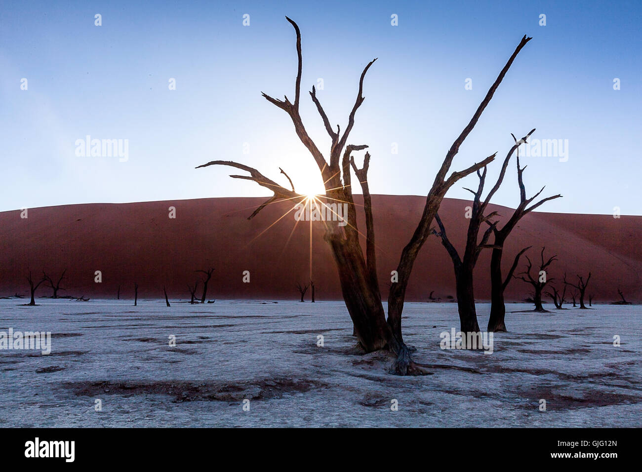 Sonnenaufgang hinter Bäumen im Deadvlei, Namibia Stockfoto