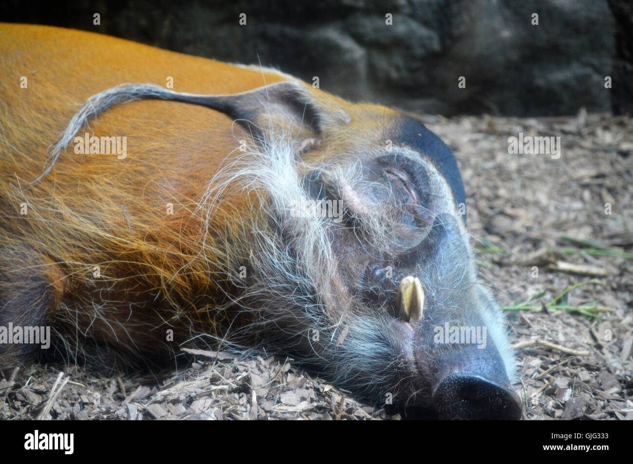 Red River Hog Stockfoto