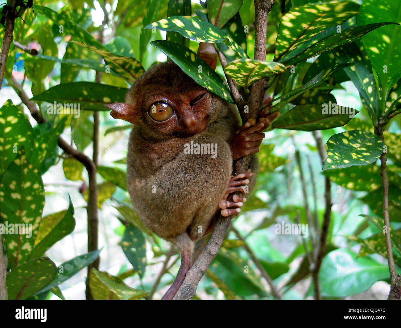 Ich kann wink Stockfoto