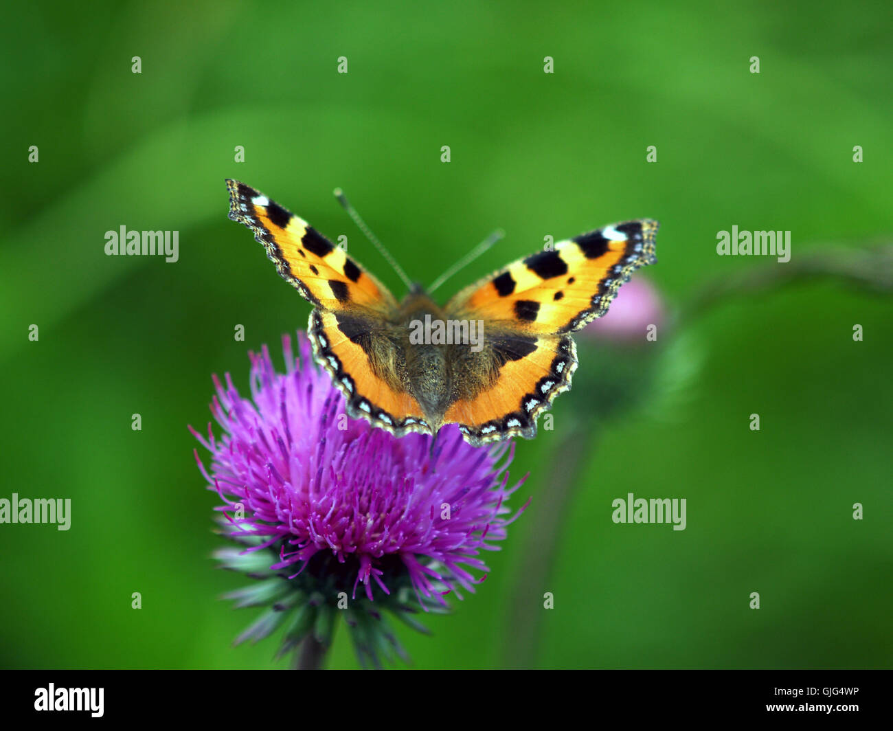 behaarte Schmetterling Stockfoto