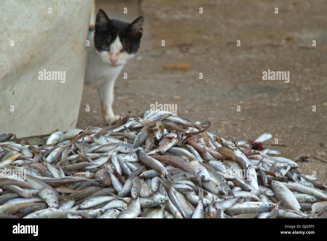 Lebensmittel Nahrungsmittel Fisch Stockfoto