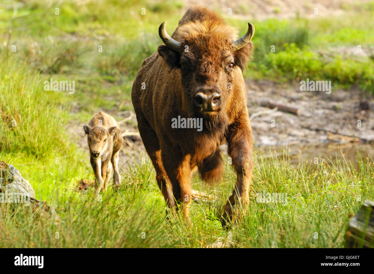 tierische Säugetier Säugetiere Stockfoto