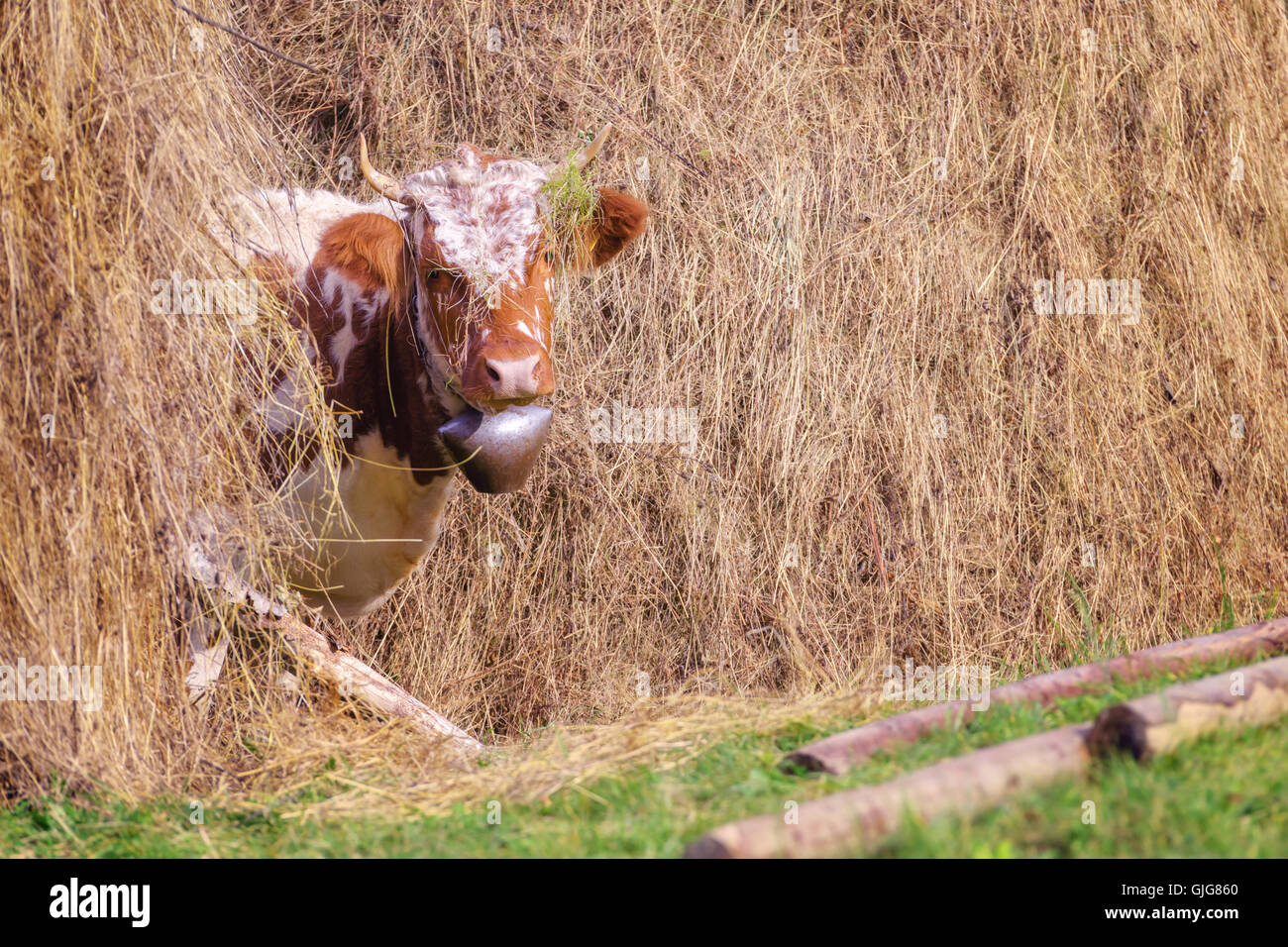 lustige Kuh im Heu closeup Stockfotografie Alamy