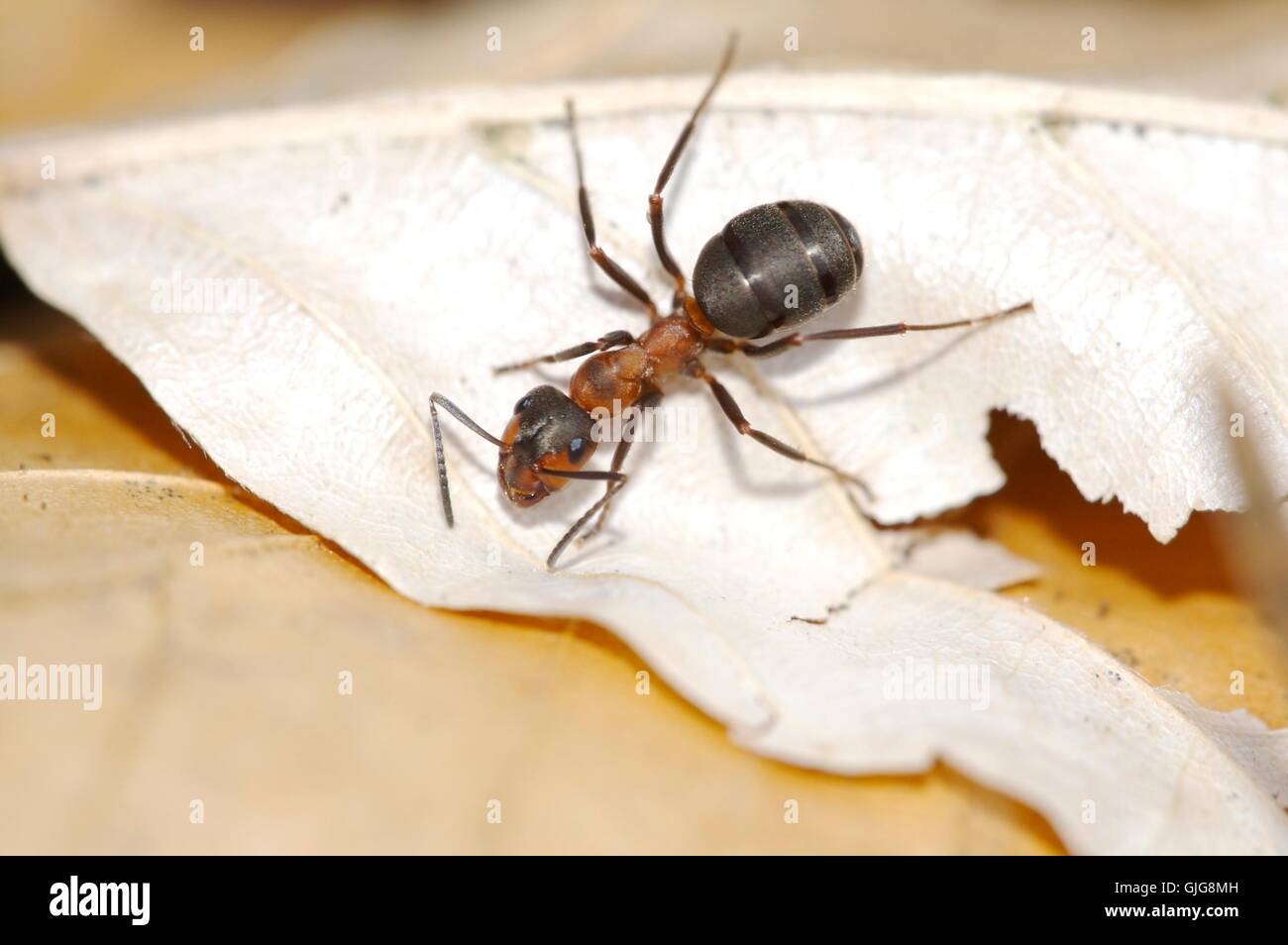 Makro Nahaufnahme Makro Aufnahme Stockfoto