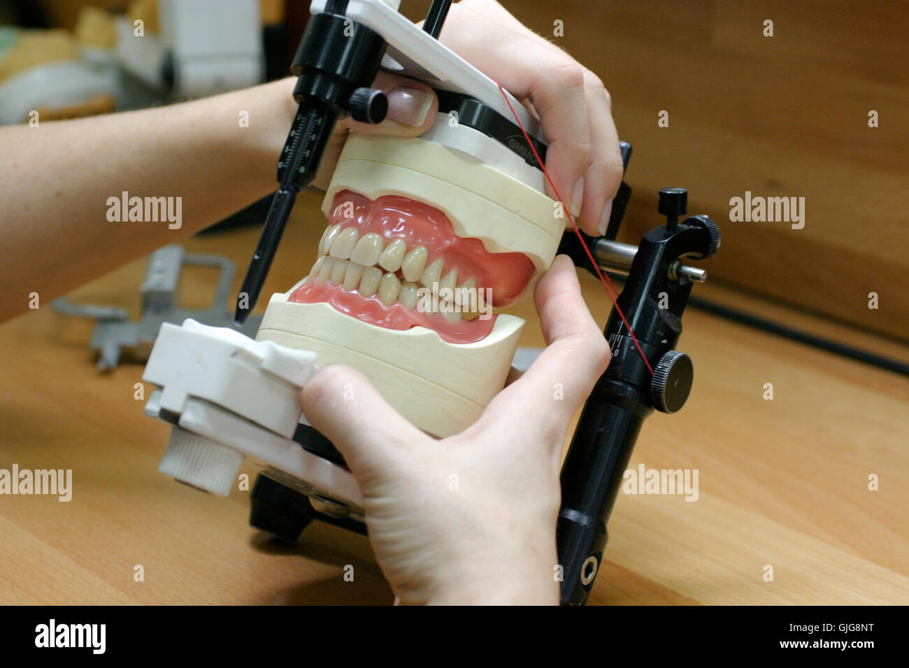 Dental-Modelle Ober- und Unterkiefer Stockfoto