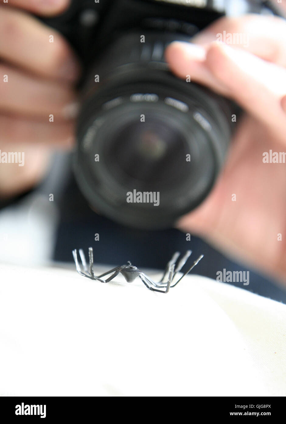 Gefahr Tier Insekt Stockfoto