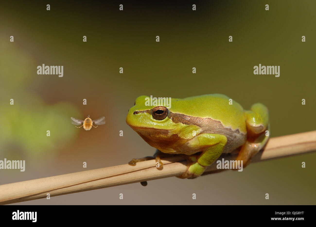 Amphibie Vogel grün Stockfoto