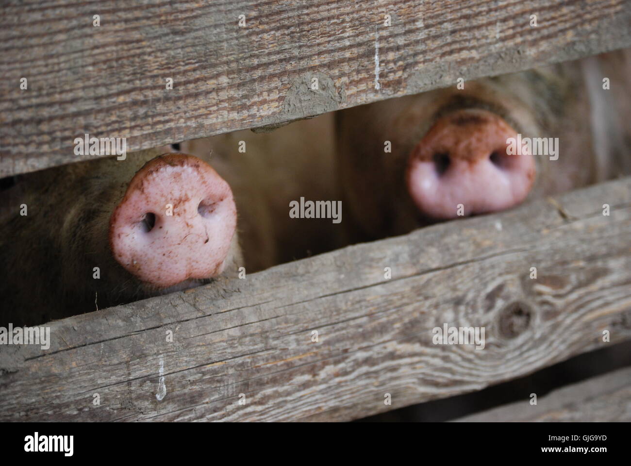 Öko-Landwirtschaft-Landwirtschaft Stockfoto