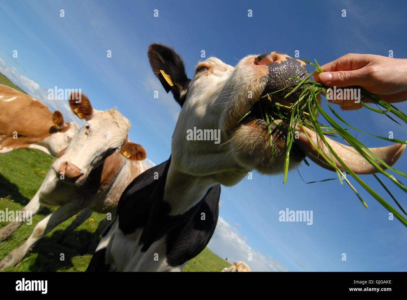 hungrige Kühe Stockfoto