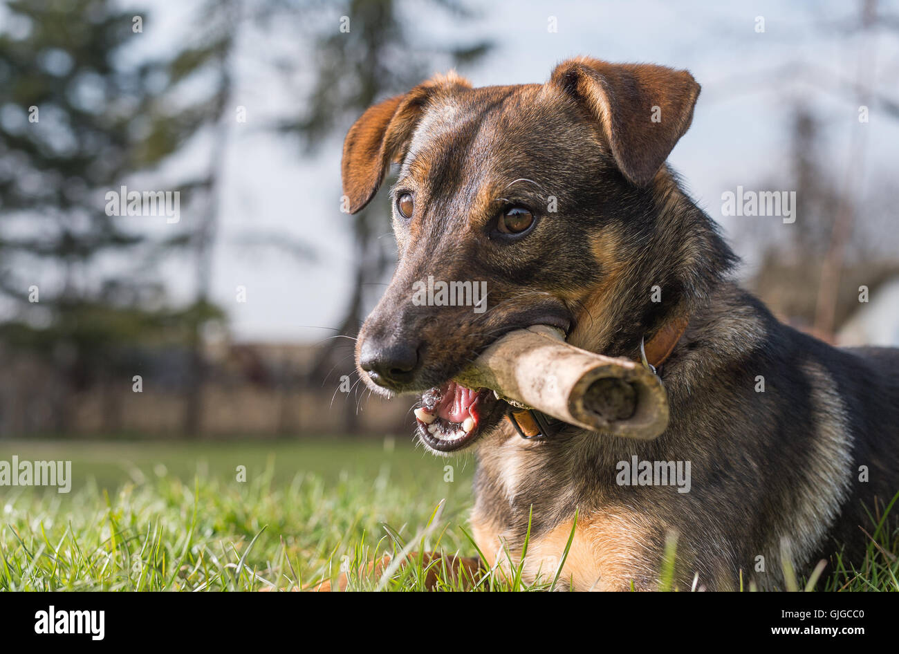 Niedlichen Hund mit einem Knochen Stockfoto