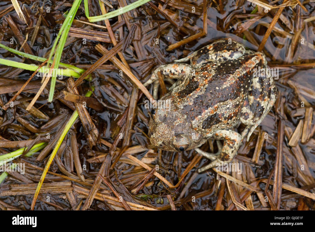 Knoblauchkröte (Pelobates fuscus) kryptische auf dem Boden Stockfoto