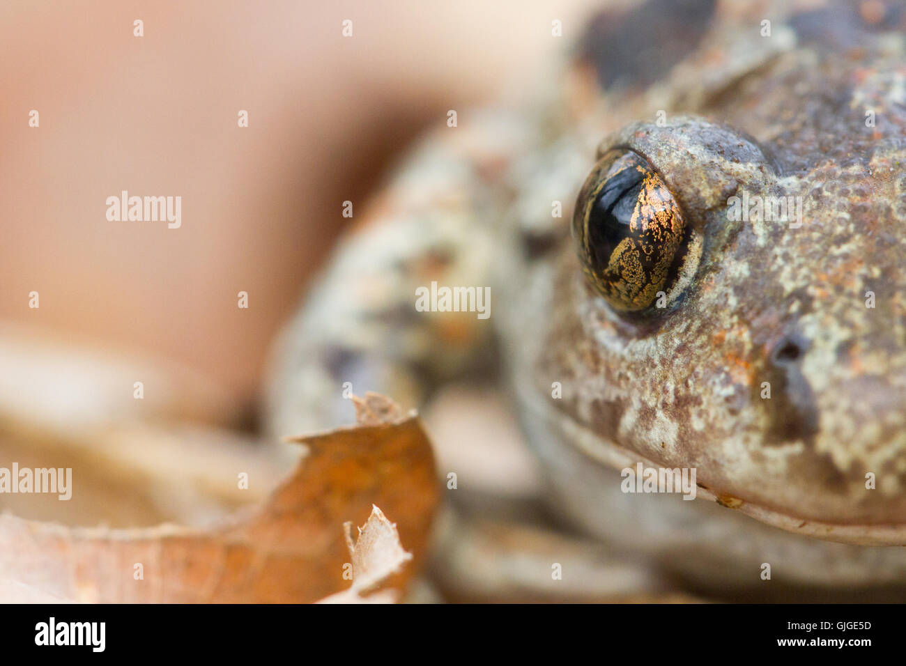 Knoblauchkröte (Pelobates fuscus) Close-up auf Auge Stockfoto