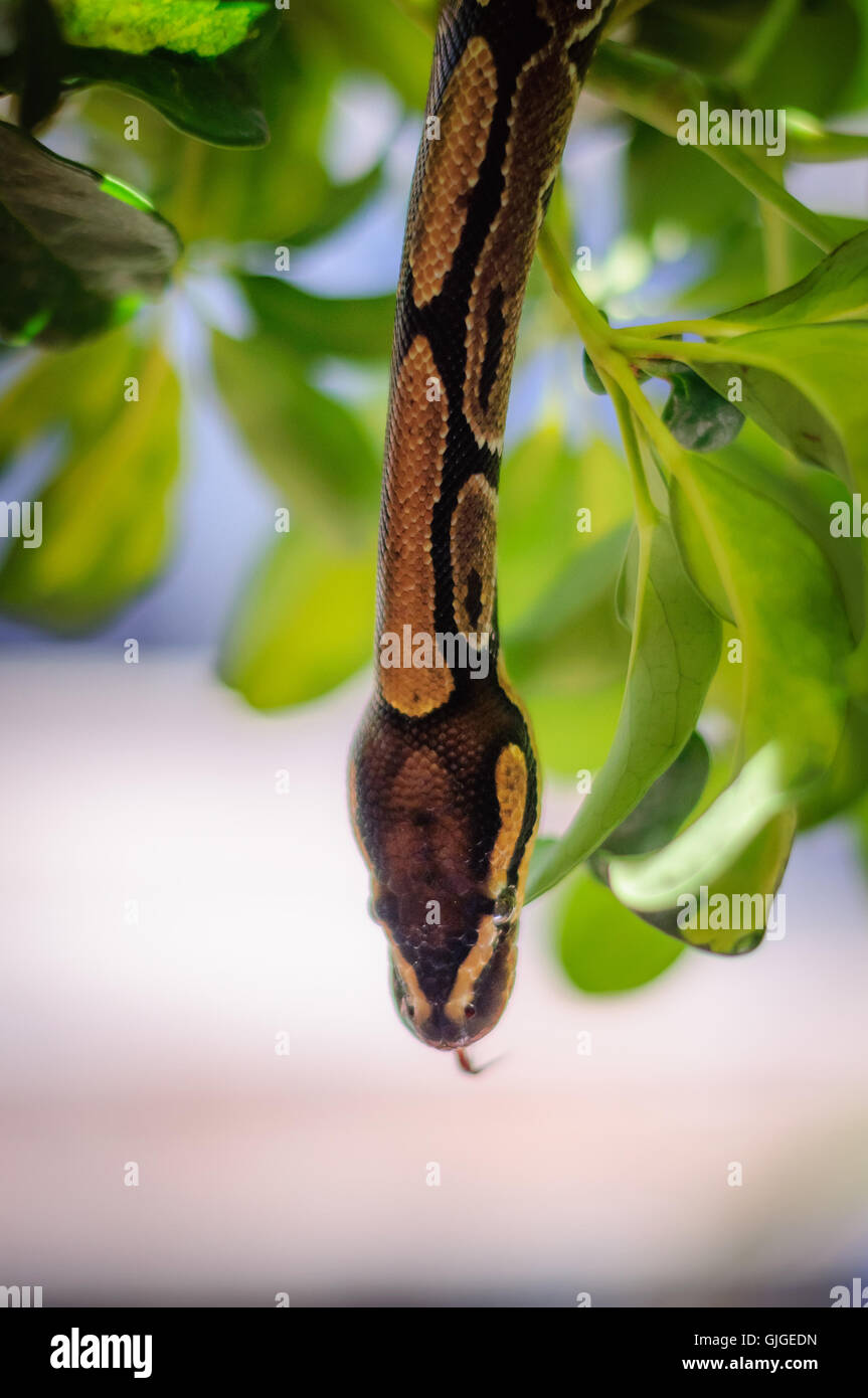 keine riesige Python Regius versteckt sich in den Ästen eines Baumes Stockfoto