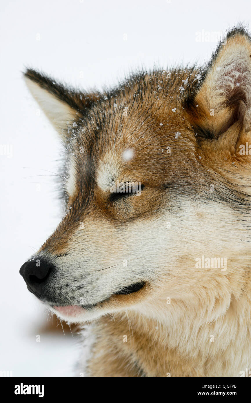 Schlitten Hund. Grönland Stockfoto