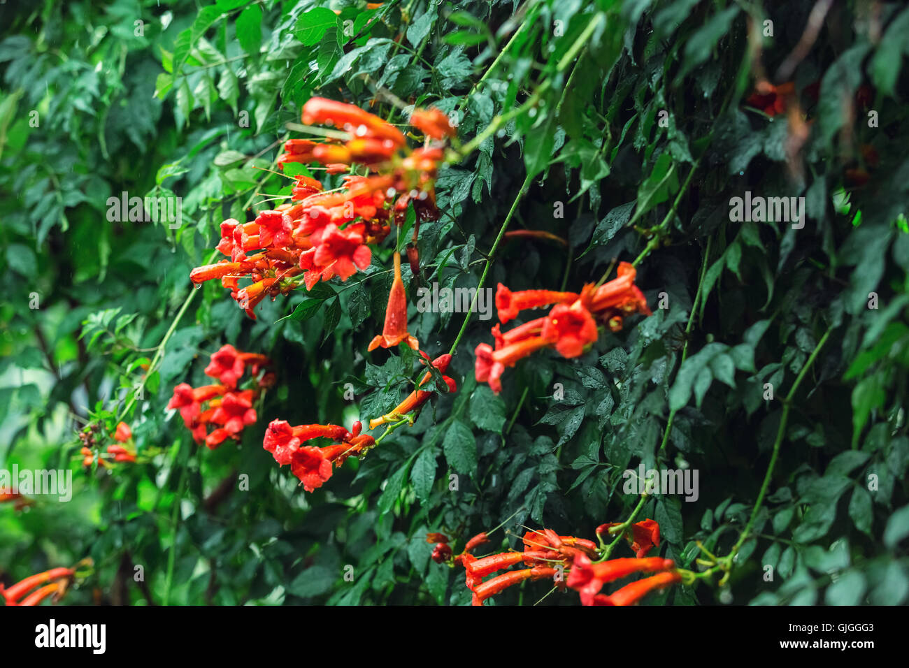 Hintergrund Natur im Garten mit tropischen Blumen. Exotische liana auf im Freien Stockfoto