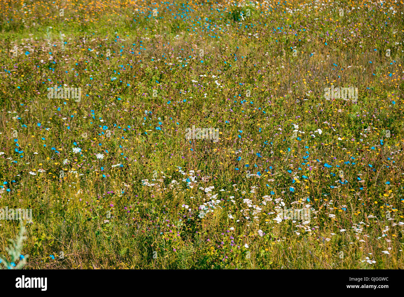 Die wunderschöne natürliche Landschaft von Sommer Blumen auf der Wiese in der Morgendämmerung Stockfoto