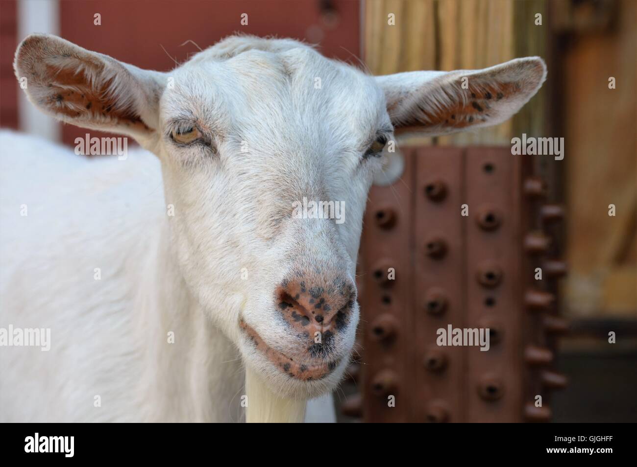 Ziege in den Hof Stockfoto