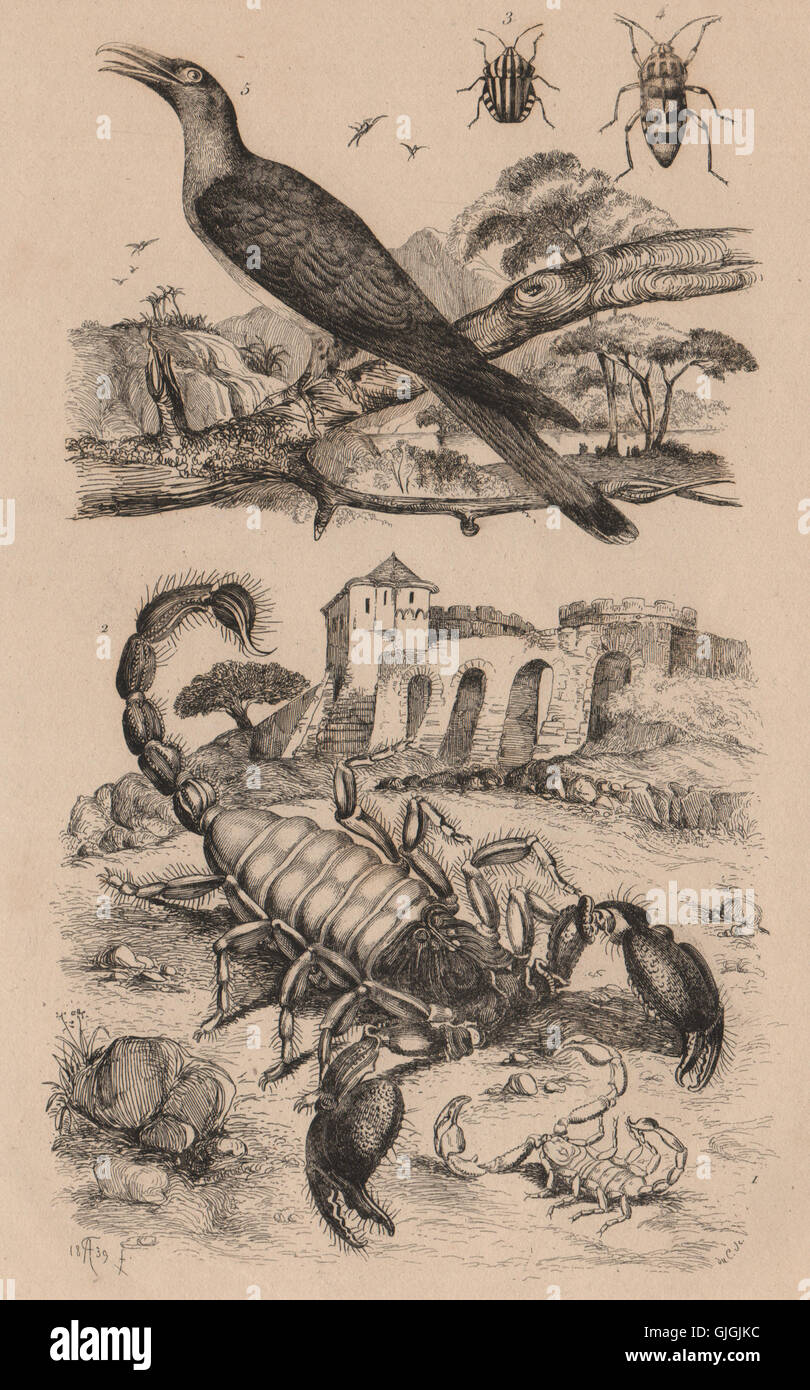 Scorpions.Graphosoma (gestreifte Schild-Fehler). Scythrops (Kanal-billed Kuckuck) 1834 Stockfoto