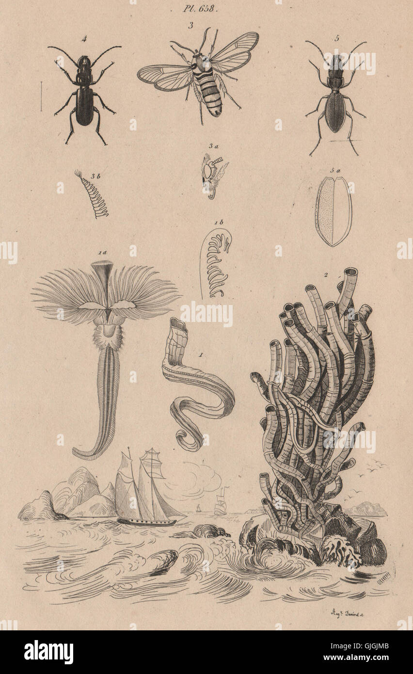 Serpules (Serpula). Sesiidae (Clearwing Nachtfalter). Siagoninae Käfer, print 1834 Stockfoto