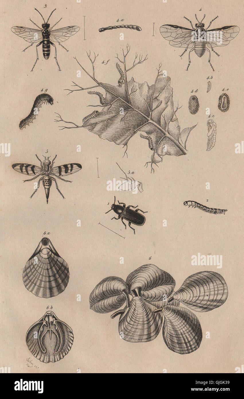 Mehlwurm. Tenthredes (Blattwespen). Téphrites (Euthera fliegen). Terebratulids, 1834 Stockfoto
