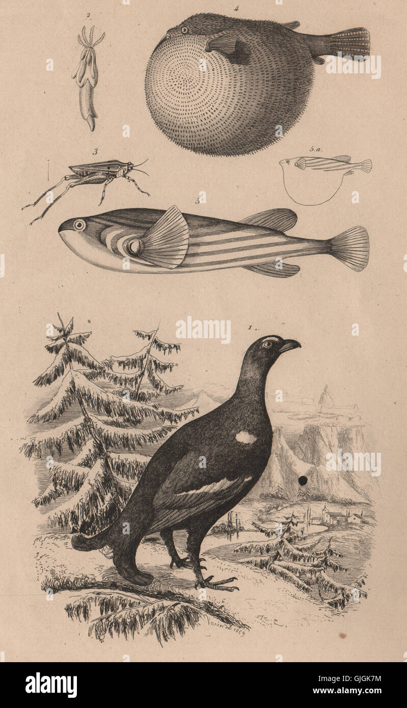 Moorhuhn. Tetrarhynchus. Langen Hörnern Groundhopper. Kugelfisch, alte print 1834 Stockfoto