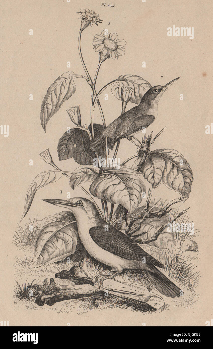 Tithonia. Todier (jamaikanische Tody). Todiramphus Kingfisher, antique print 1834 Stockfoto