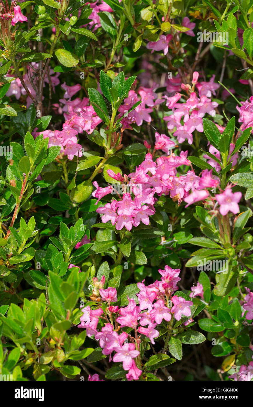 Bewimperte Alpenrose, Behaarte Alpenrose, Almrausch, Rhododendron