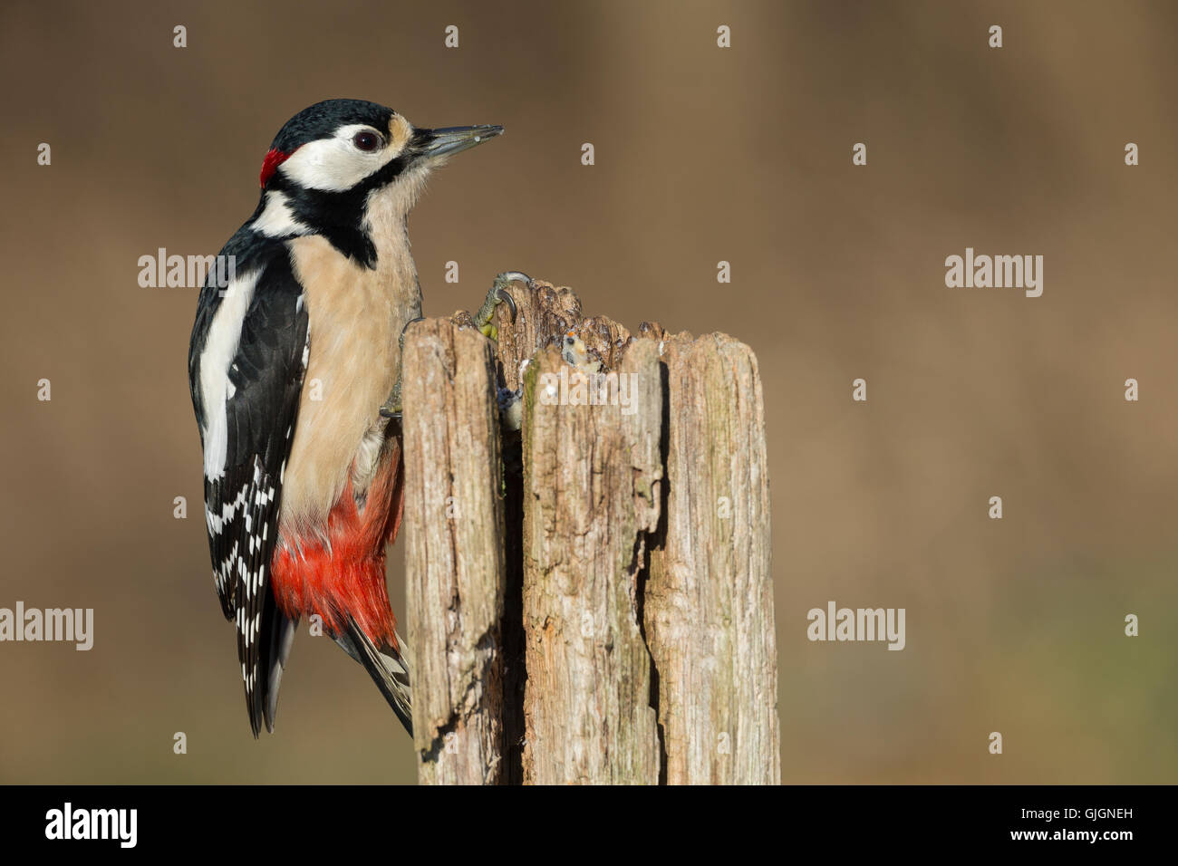 Buntspecht, Männchen Bei der Nahrungssuche eine Einem Zaunpfahl, Baumstamm, Fettfutter, Vogelfutter einer Rissigen Baumstamm gestrich Stockfoto