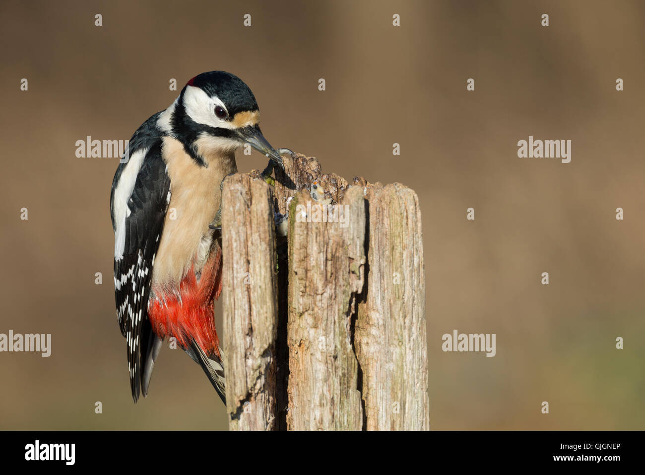 Buntspecht, Männchen Bei der Nahrungssuche eine Einem Zaunpfahl, Baumstamm, Fettfutter, Vogelfutter einer Rissigen Baumstamm gestrich Stockfoto