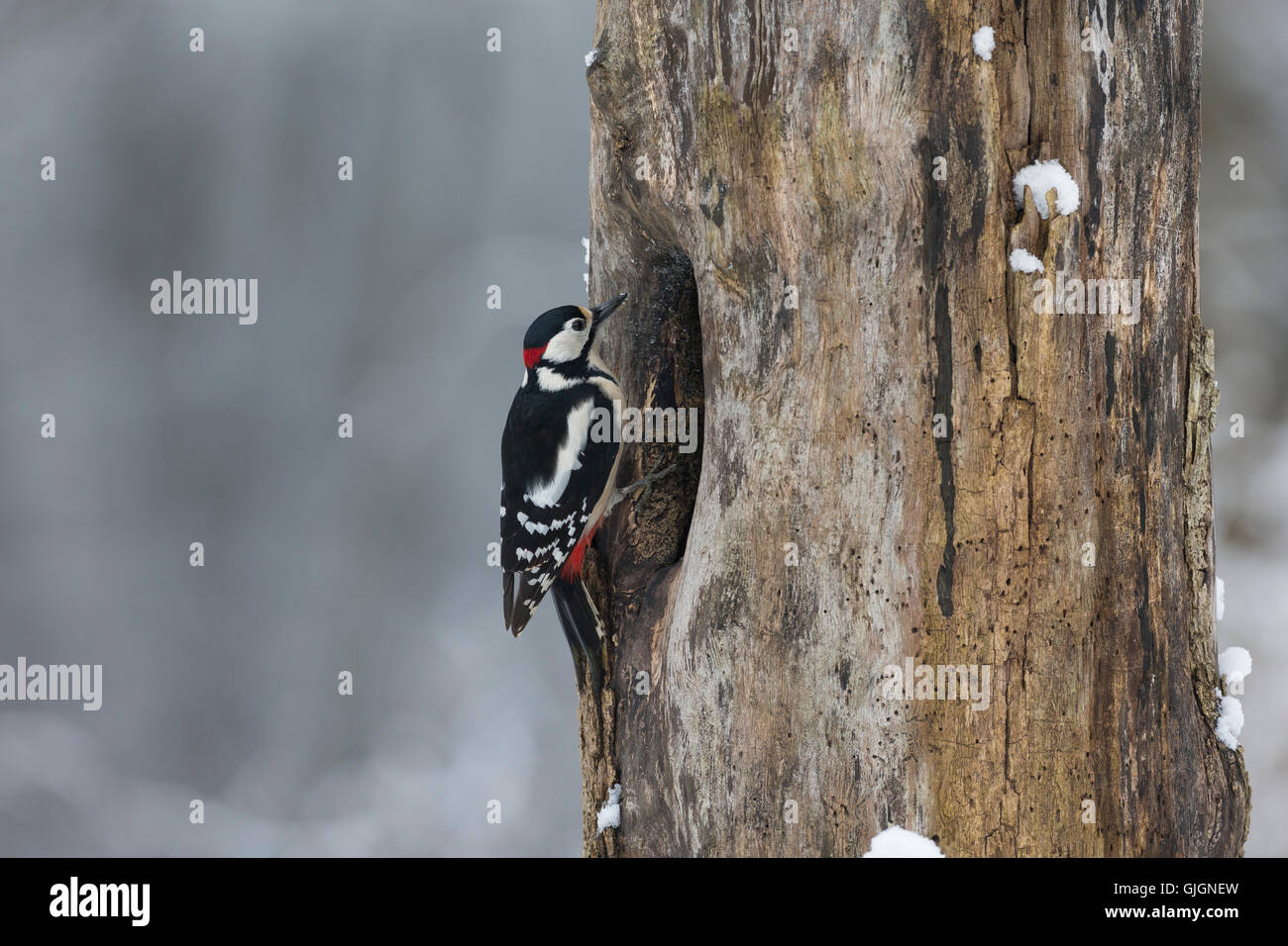Buntspecht, Männchen Bei der Nahrungssuche eine Einem Baumstamm, Baumhöhle, Bunt-Specht, Specht, Spechte, Dendrocopos major, Picoi Stockfoto
