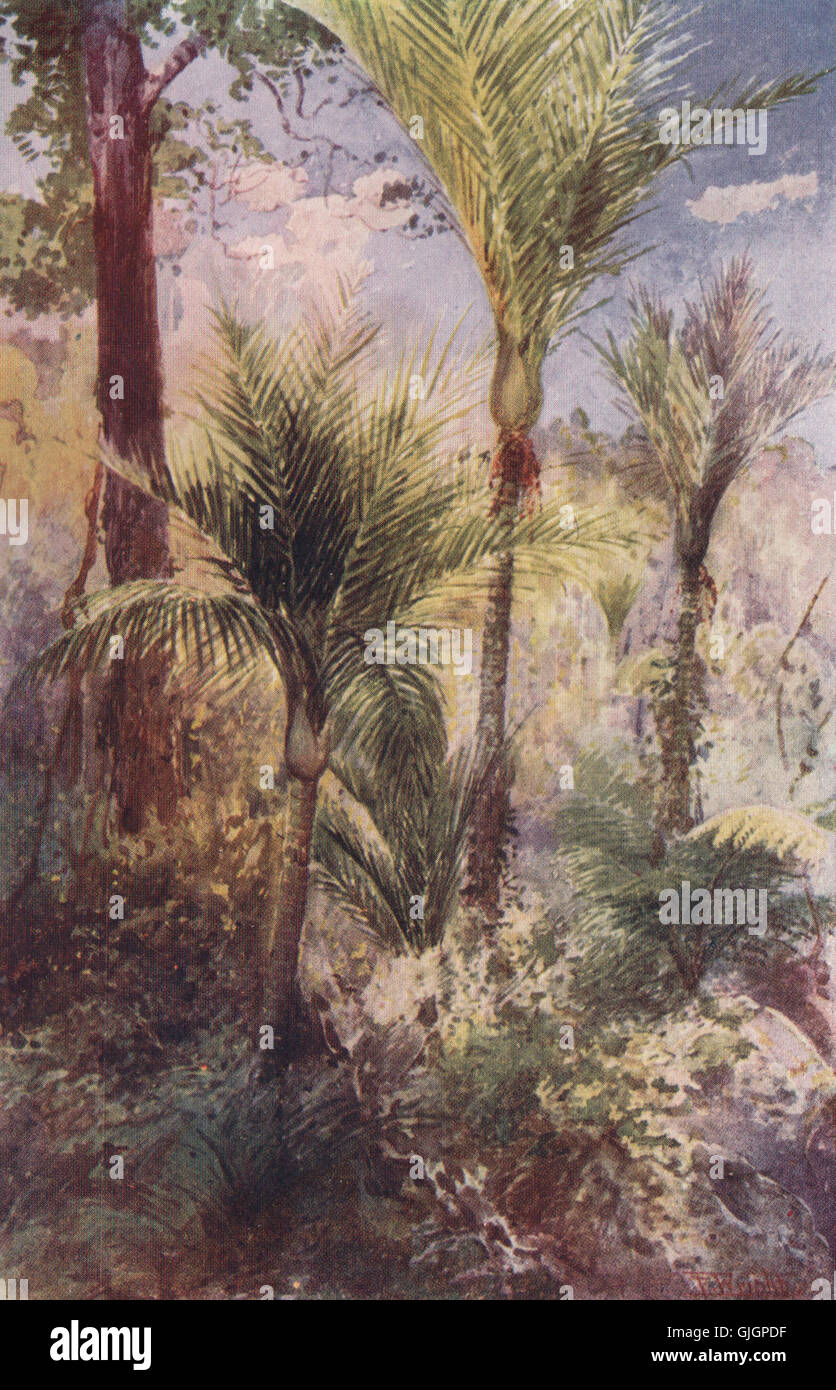 "Nikau Palms' von Frank Wright. Neuseeland, antiken print 1908 Stockfoto